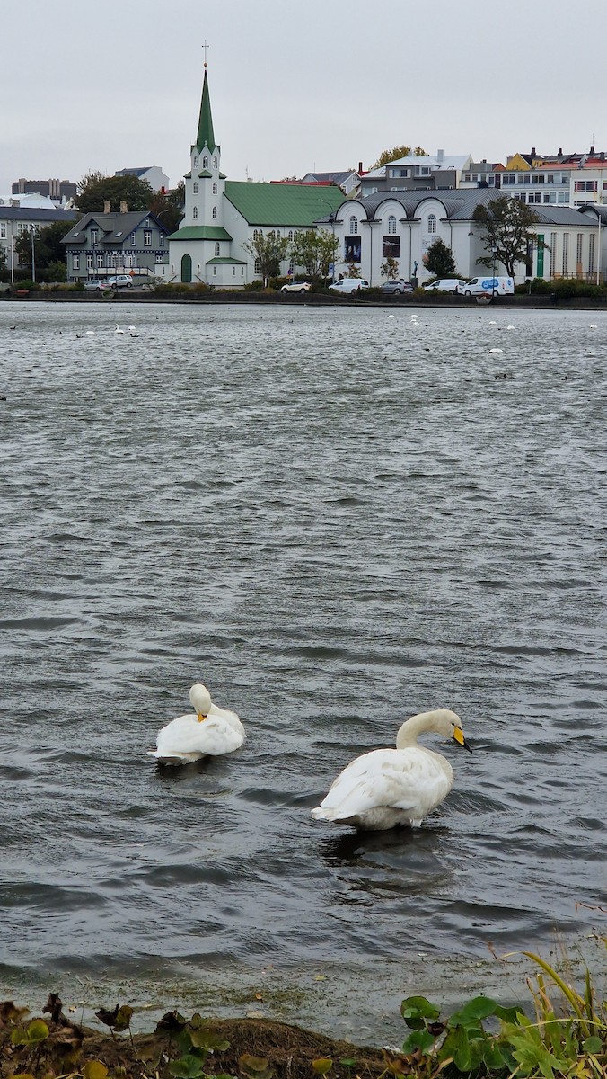 Whooper Swan - ML623809146