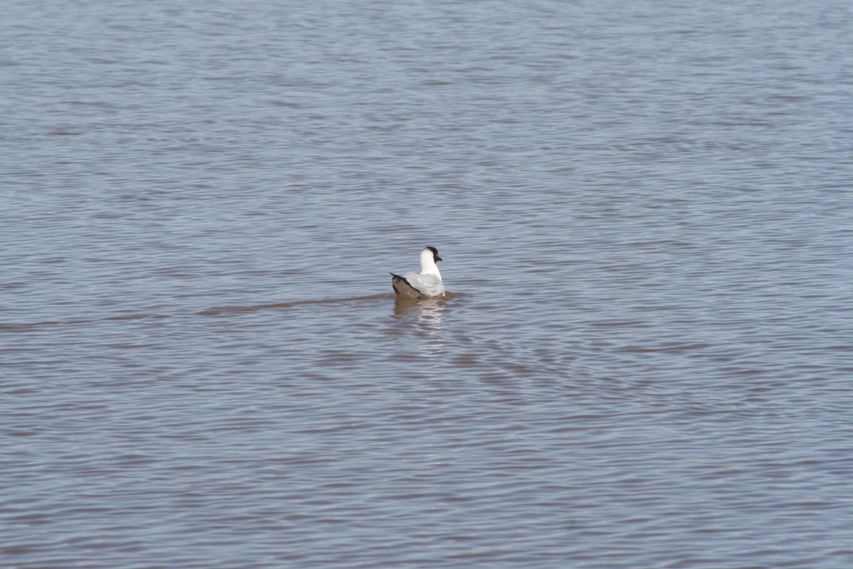 Andean Gull - Aidan Cullen