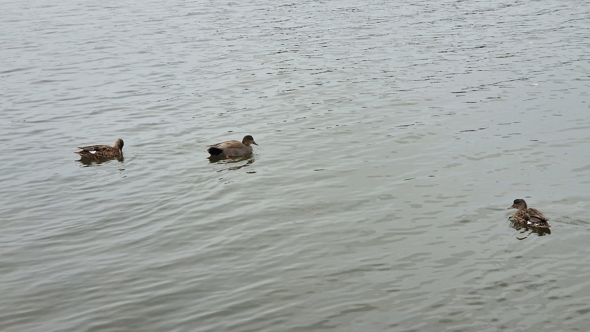 Gadwall - ML623809161