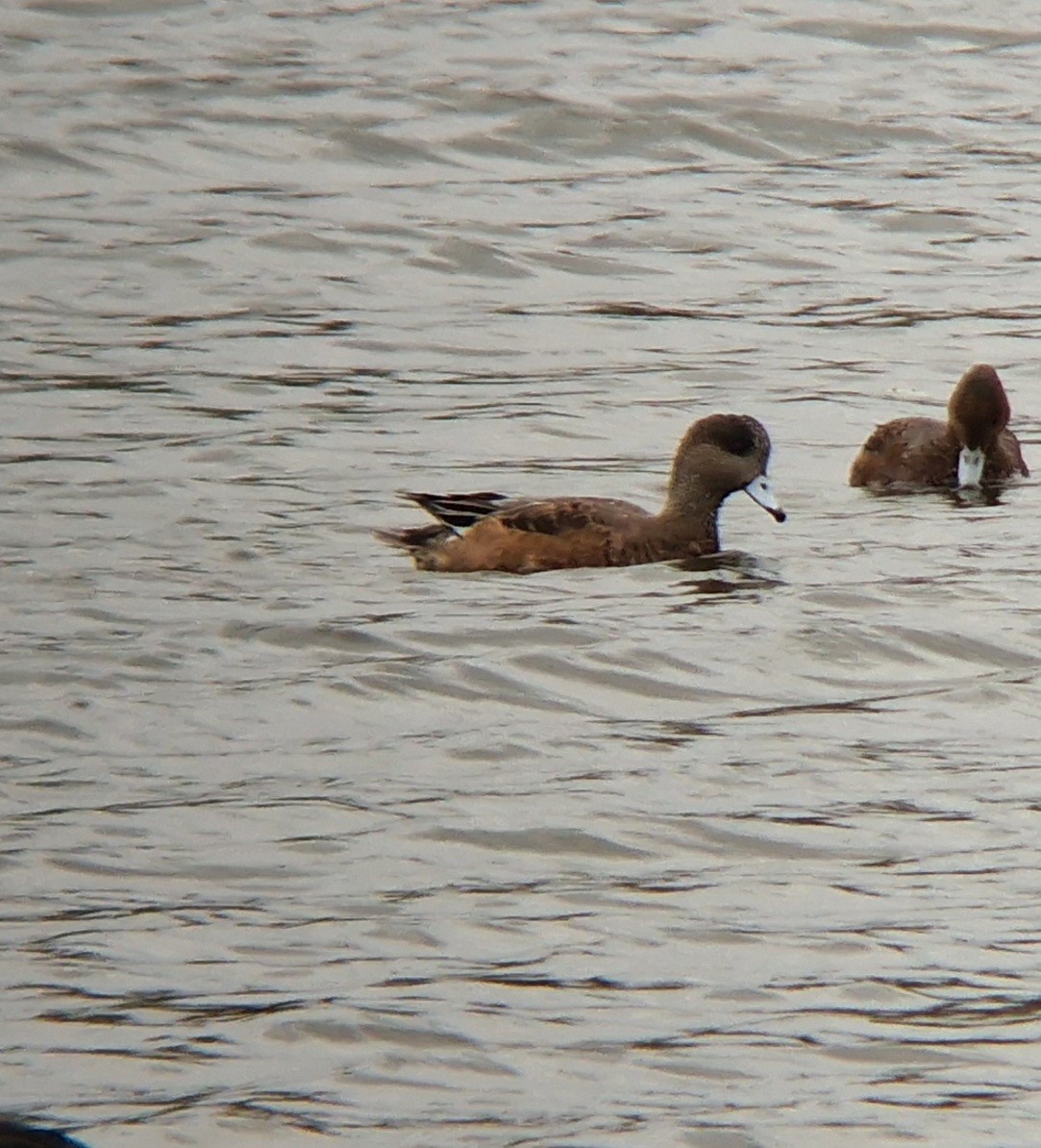 American Wigeon - ML623809165