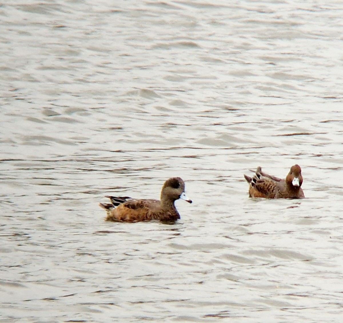 American Wigeon - ML623809166