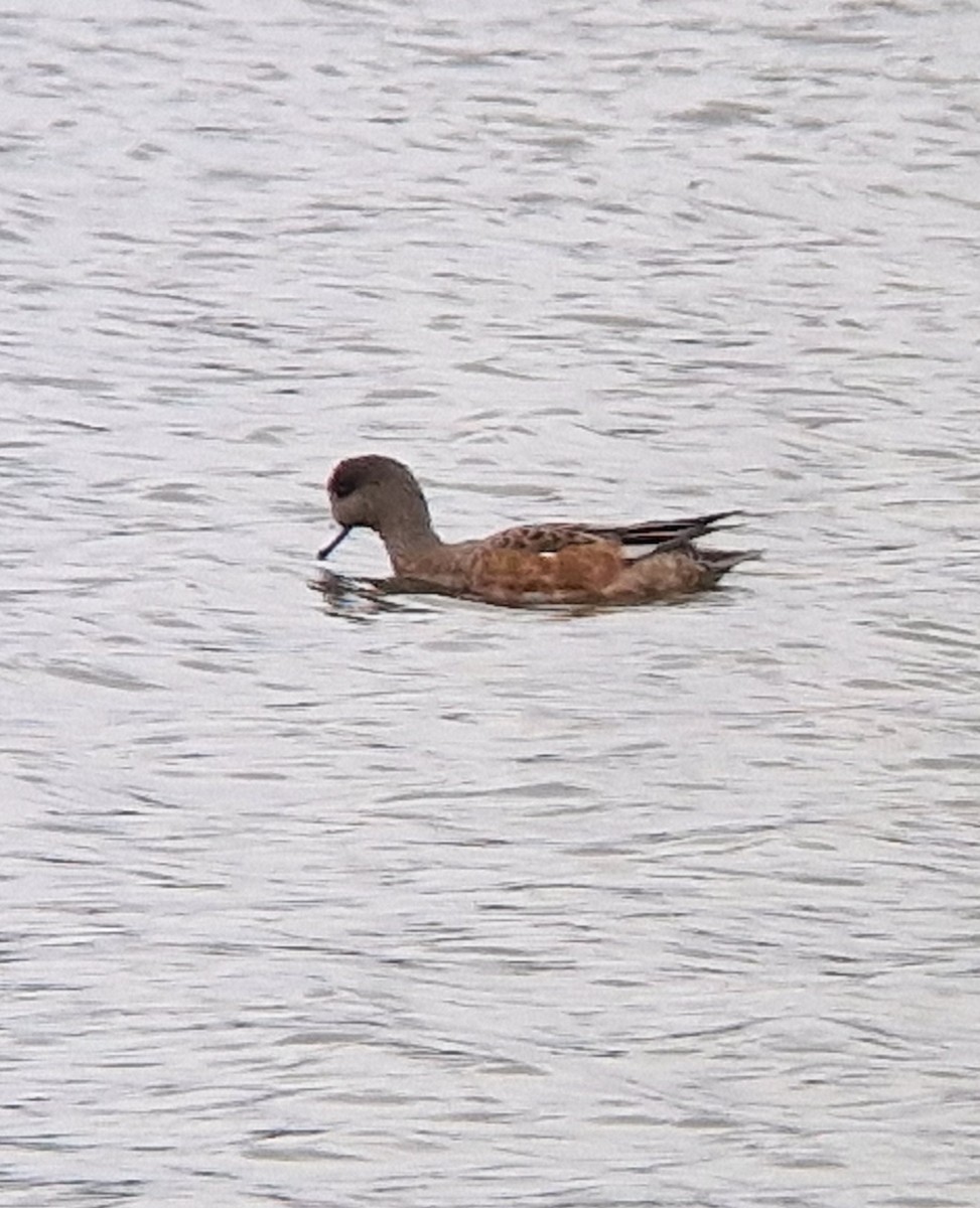 American Wigeon - ML623809167