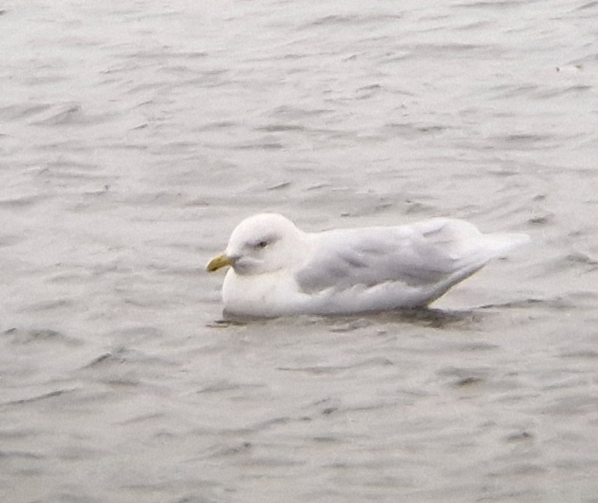 Iceland Gull - ML623809172