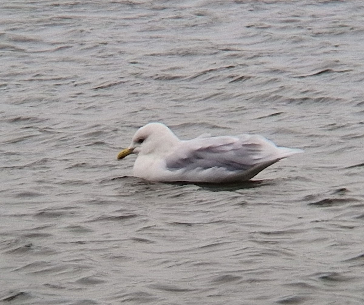 Iceland Gull - ML623809173