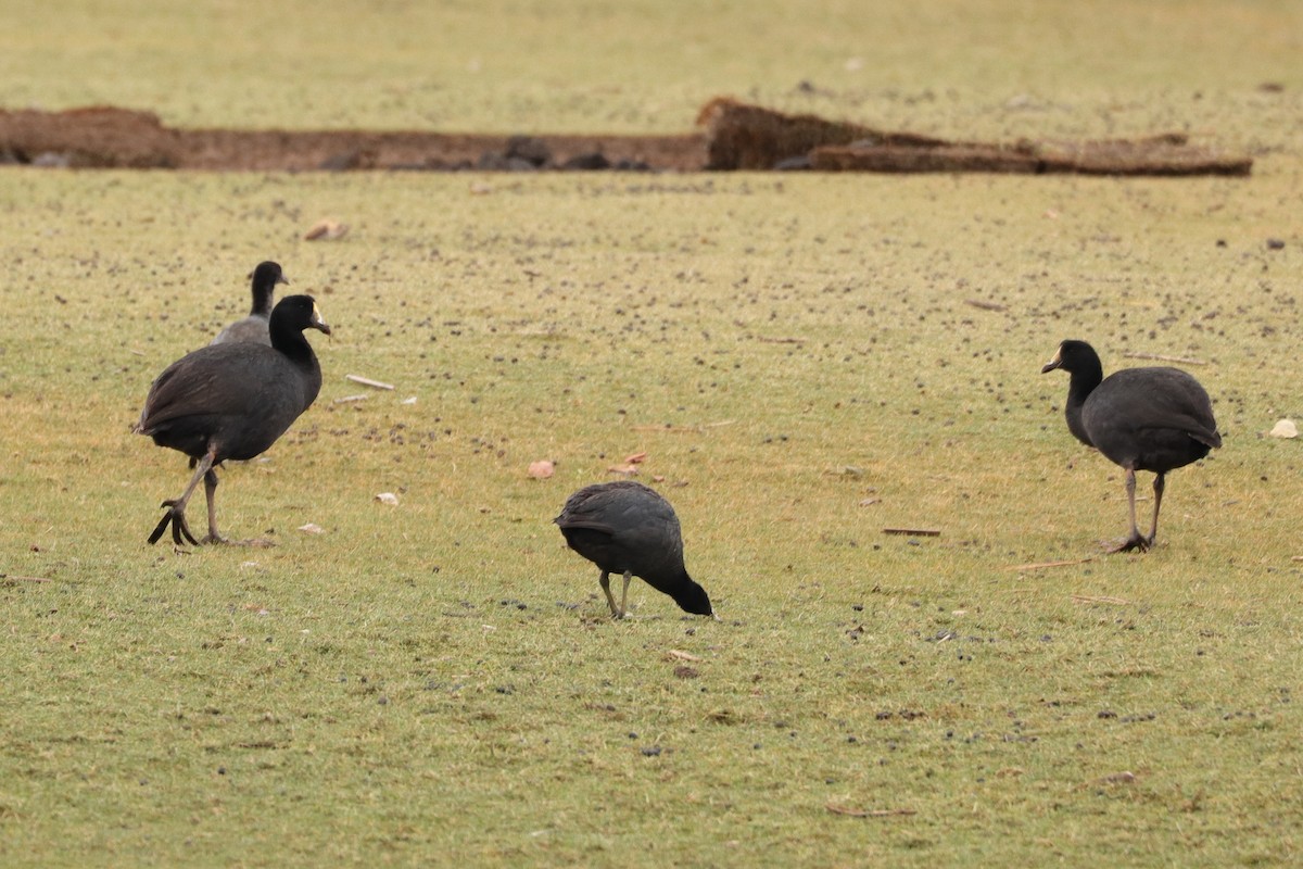 Slate-colored Coot - ML623809174