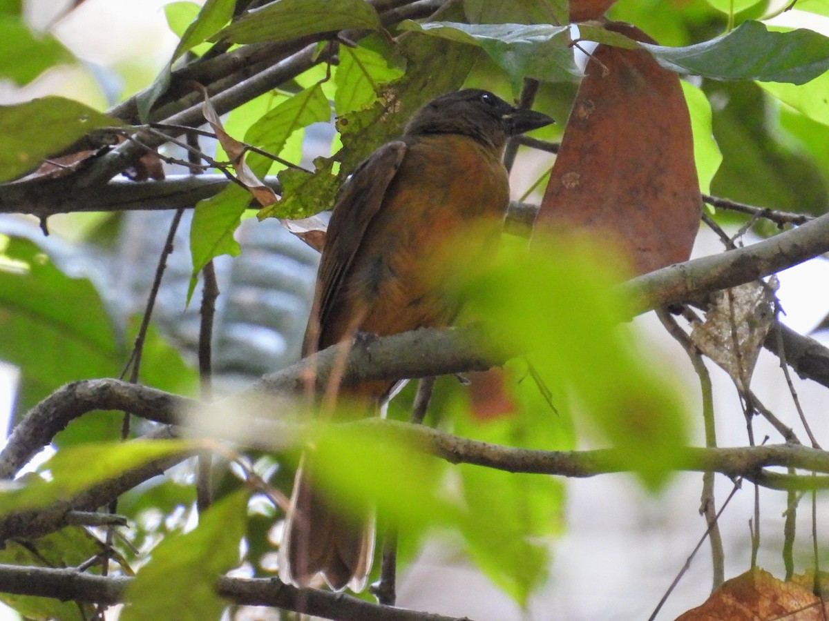 Fulvous Shrike-Tanager - ML623809208