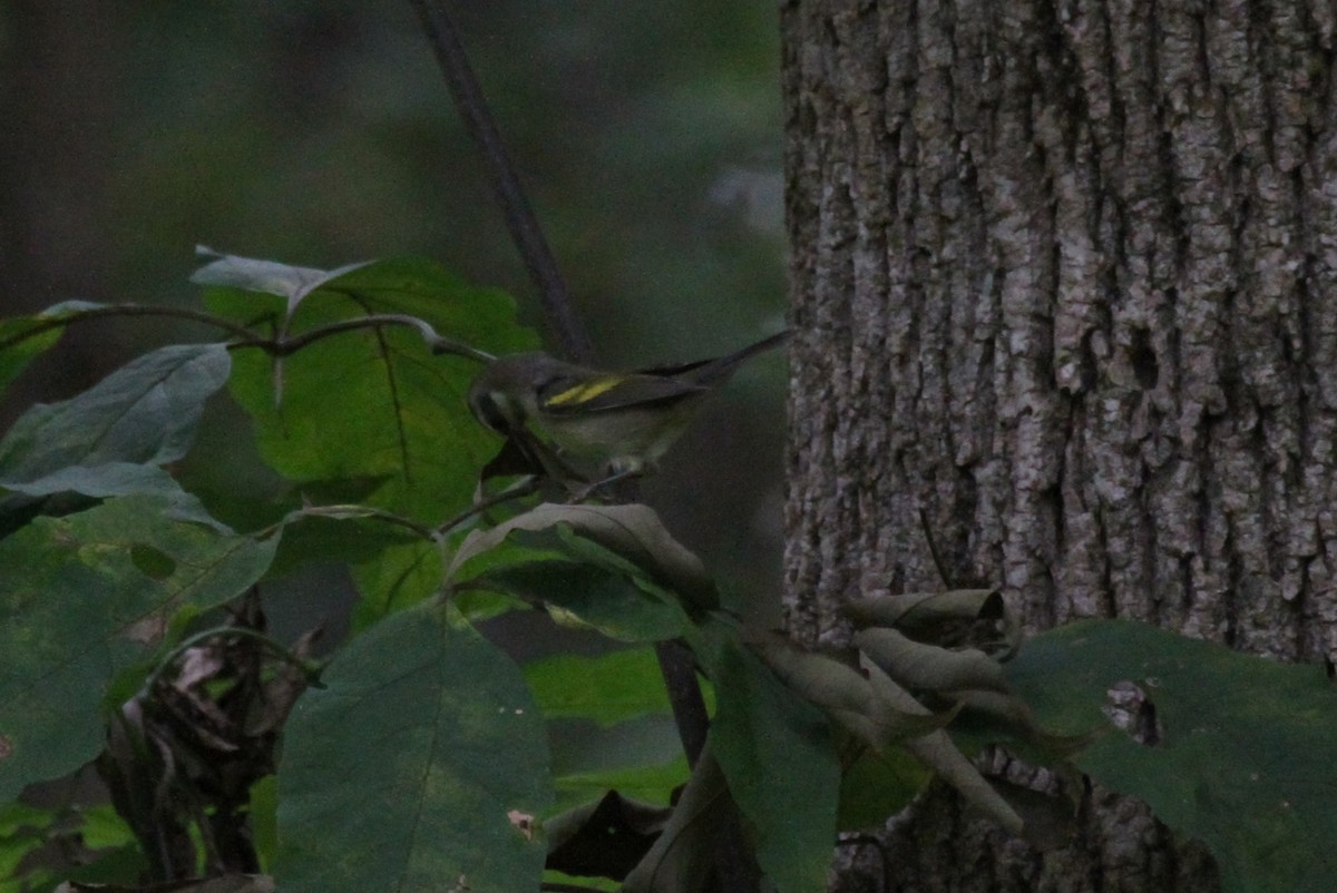 Golden-winged Warbler - ML623809234