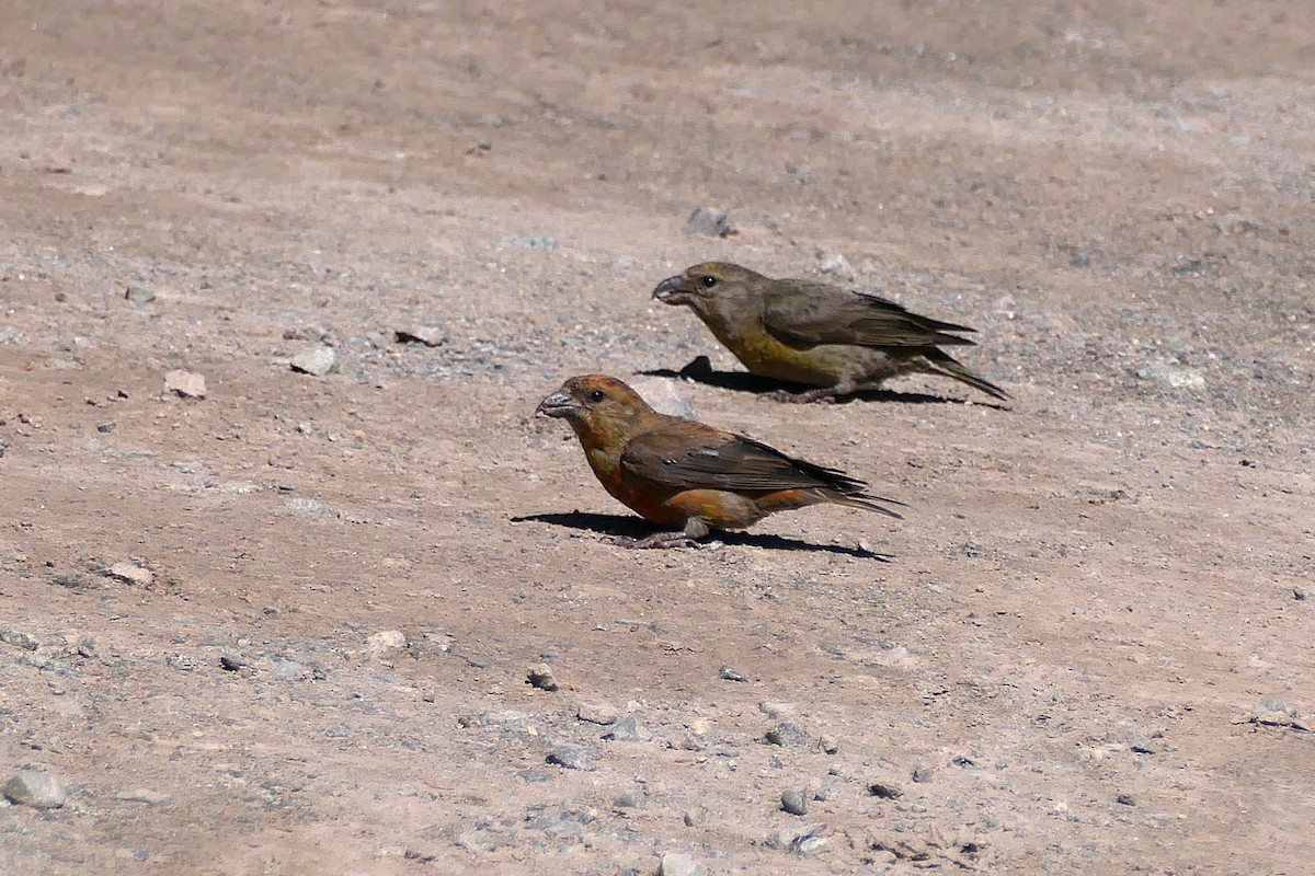 Red Crossbill - ML623809248