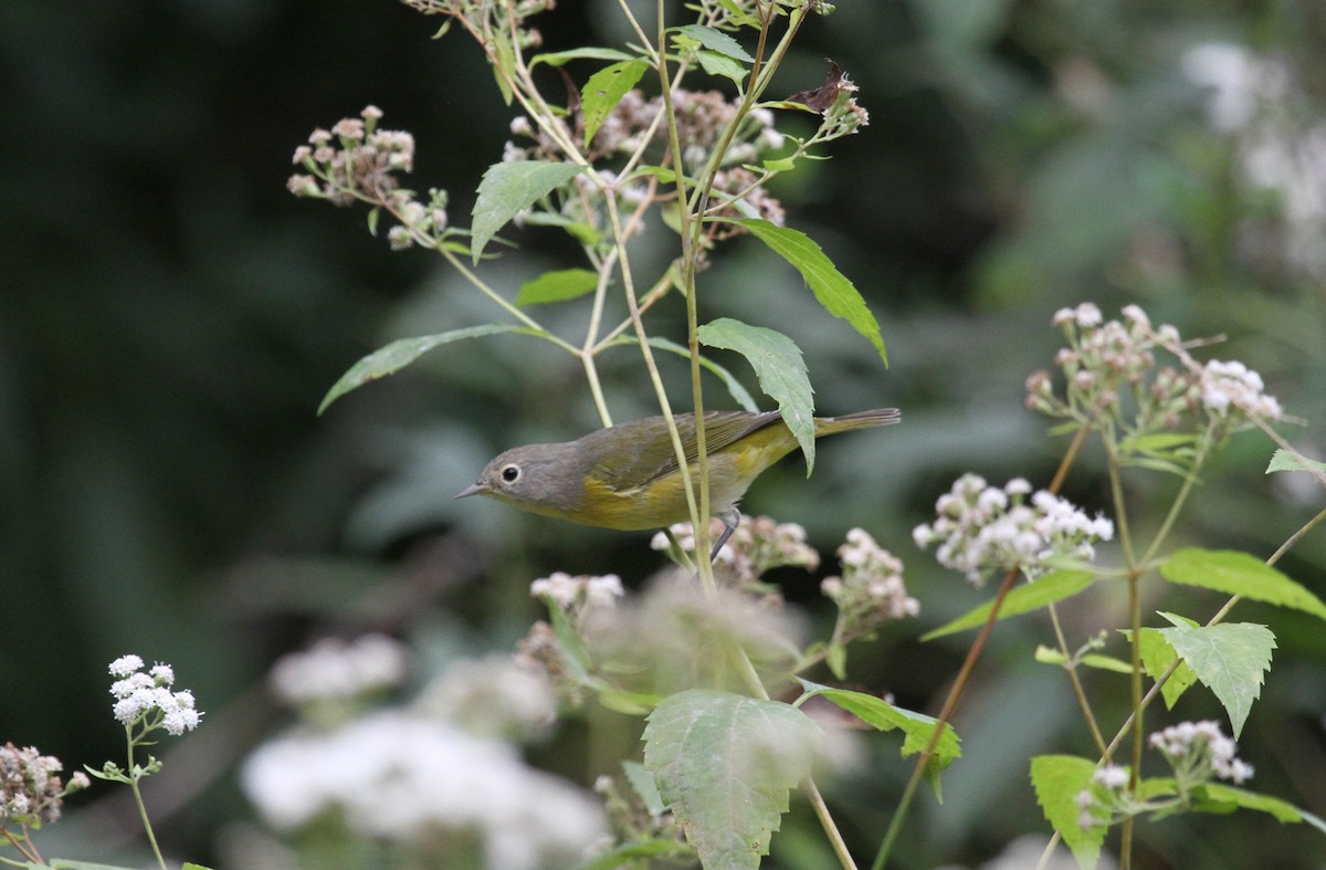 Nashville Warbler - ML623809249