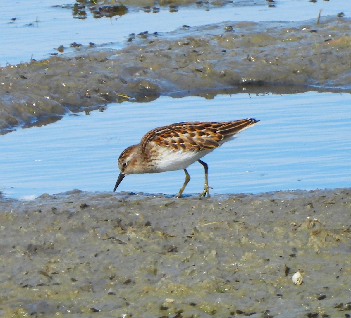 Least Sandpiper - ML623809261