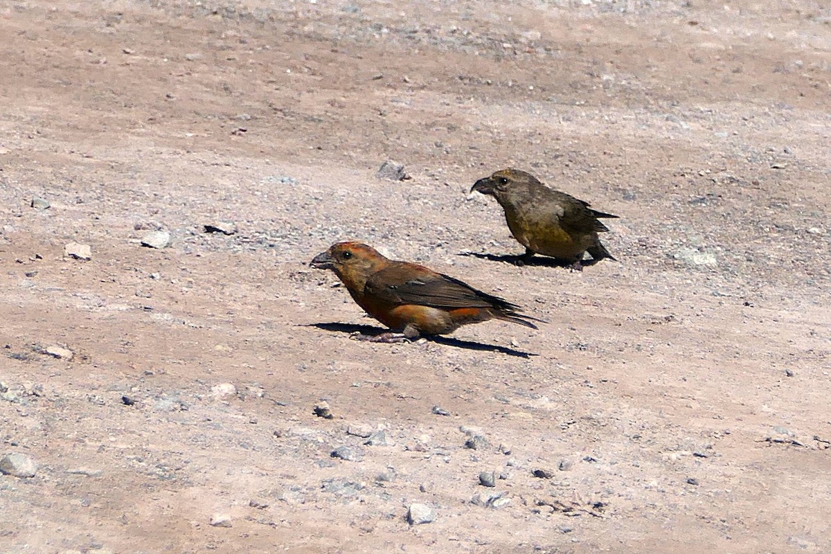 Red Crossbill - ML623809265