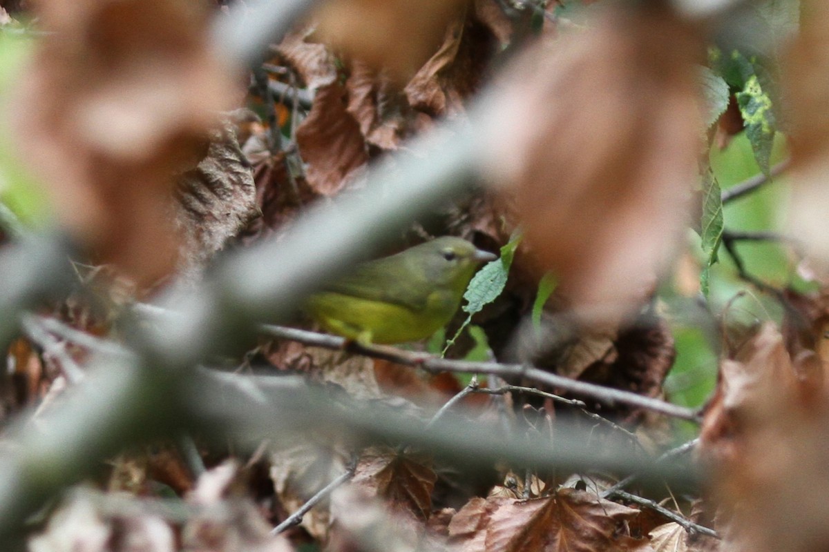 Mourning Warbler - ML623809275