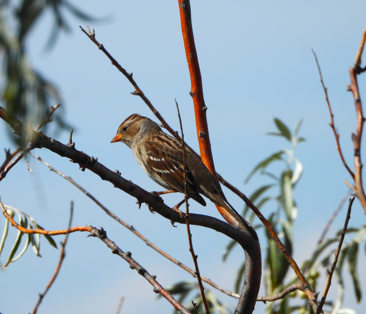 White-crowned Sparrow - ML623809293