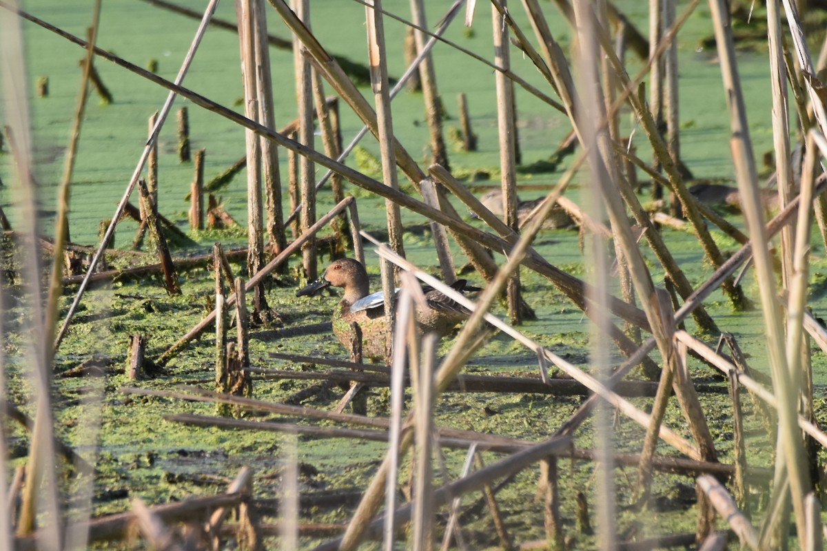 Alzavola cannella - ML623809319