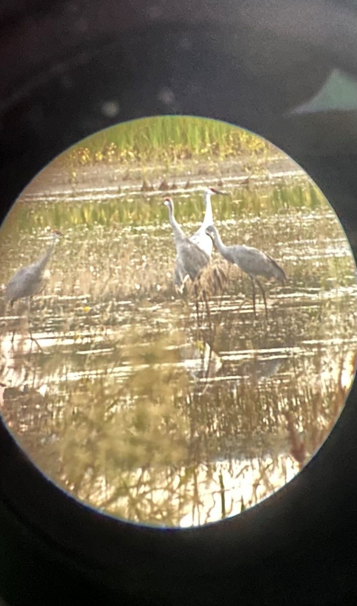 crane sp. - Anonymous