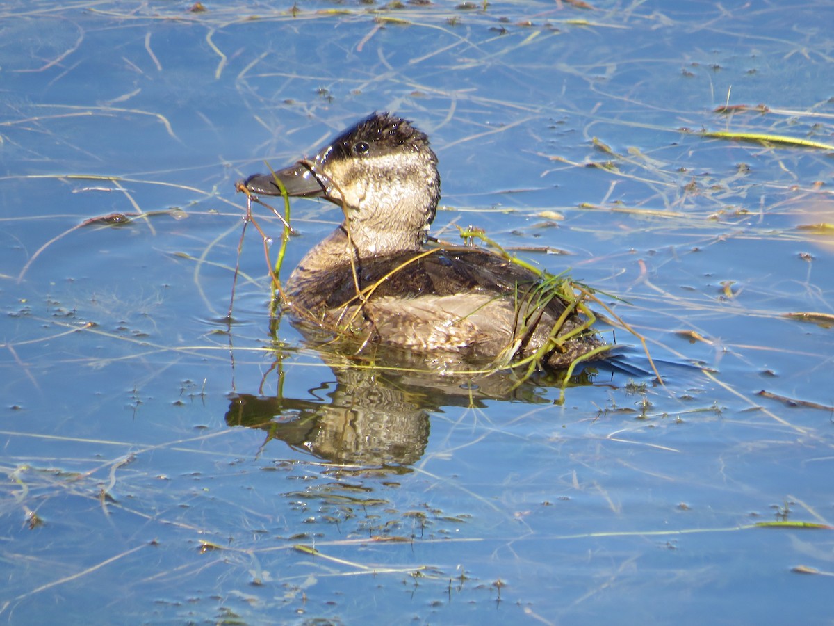 Ruddy Duck - ML623809348