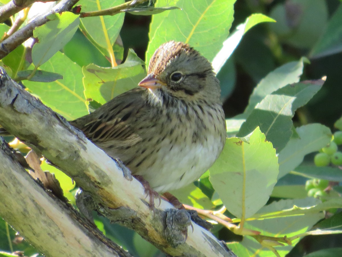 Lincoln's Sparrow - Cliff Long