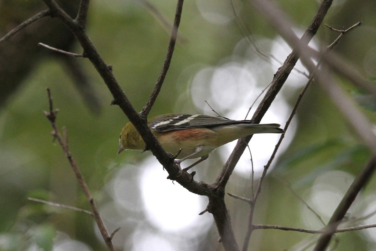 Bay-breasted Warbler - ML623809380