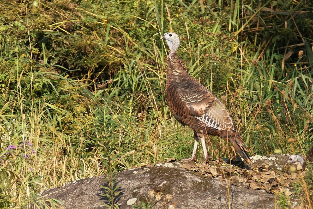 Wild Turkey - ML623809384