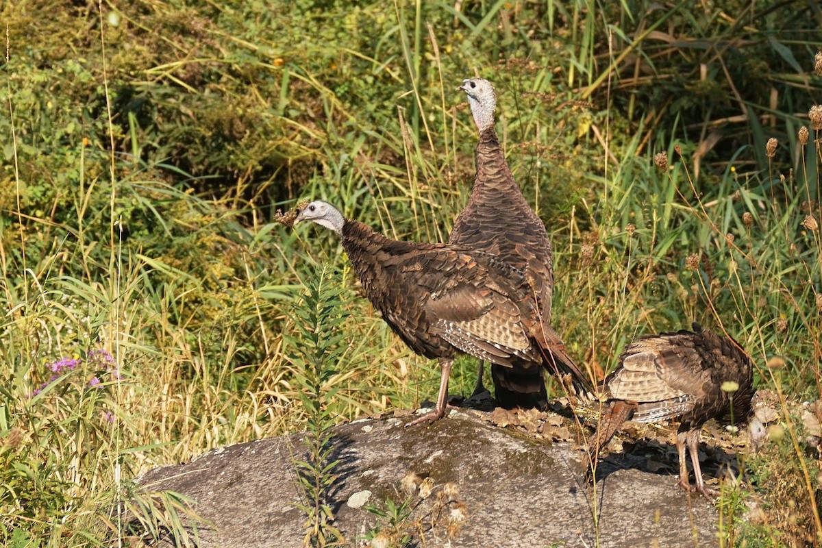 Wild Turkey - ML623809385