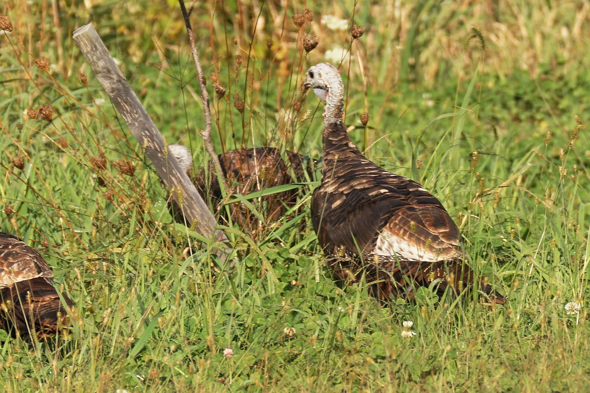 Wild Turkey - ML623809386