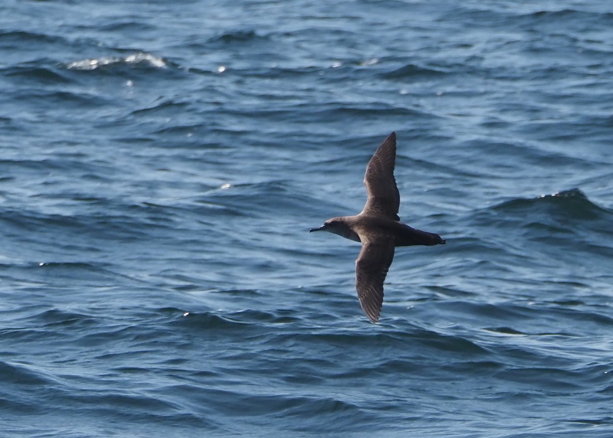 Balearic Shearwater - Livio Rey