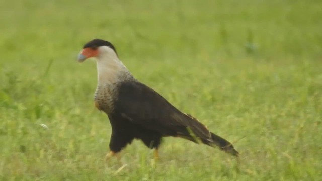 Crested Caracara - ML623809416