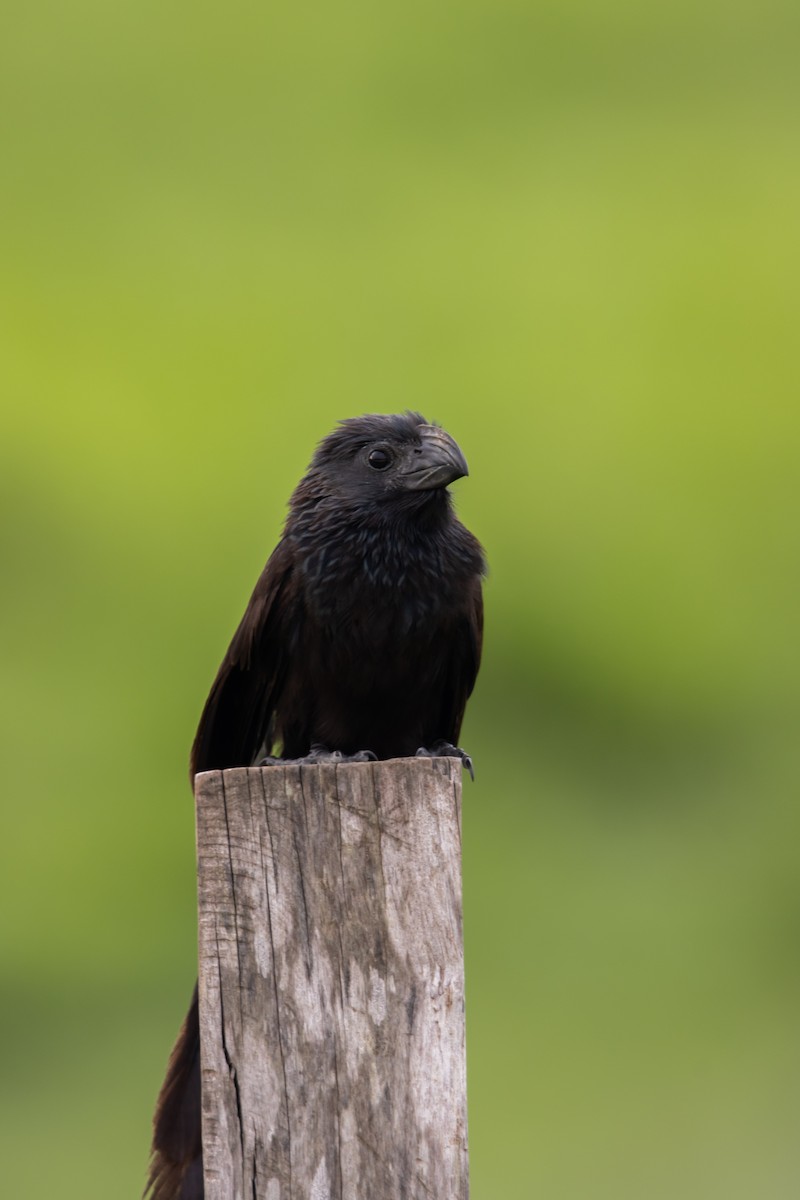 Groove-billed Ani - ML623809418