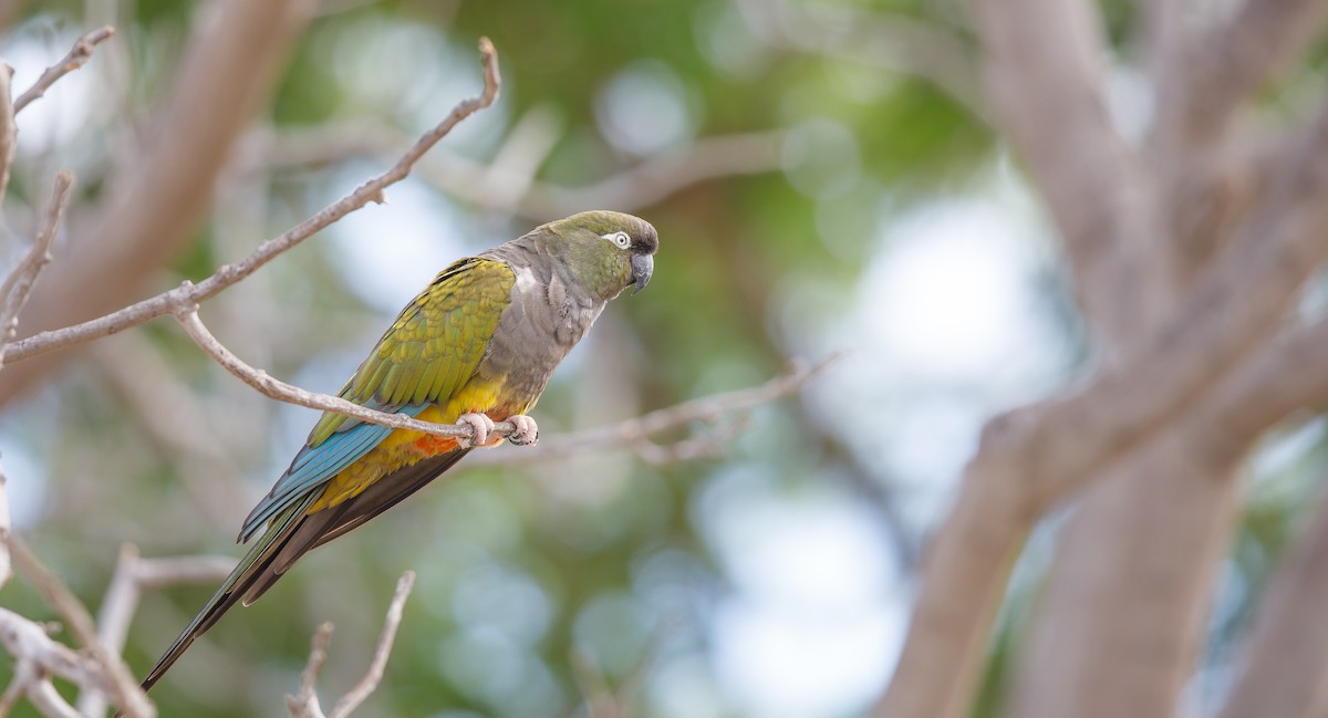 Burrowing Parakeet - ML623809448