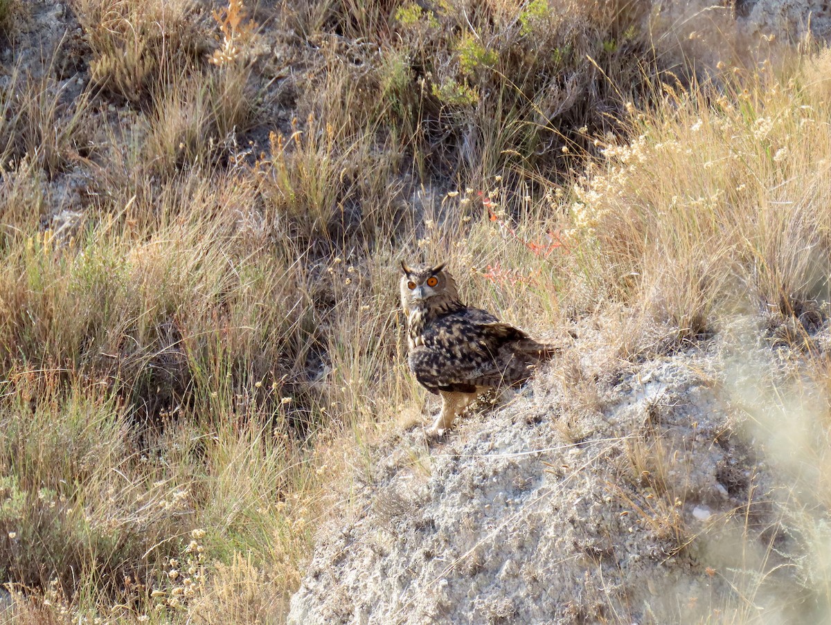 Eurasian Eagle-Owl - ML623809461