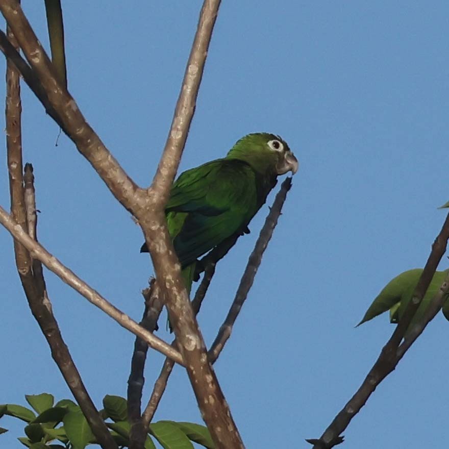 Olive-throated Parakeet - ML623809493