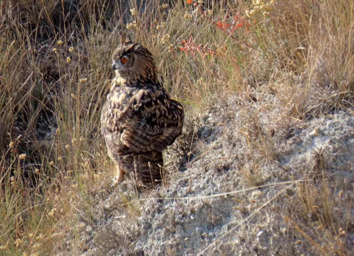 Eurasian Eagle-Owl - ML623809527