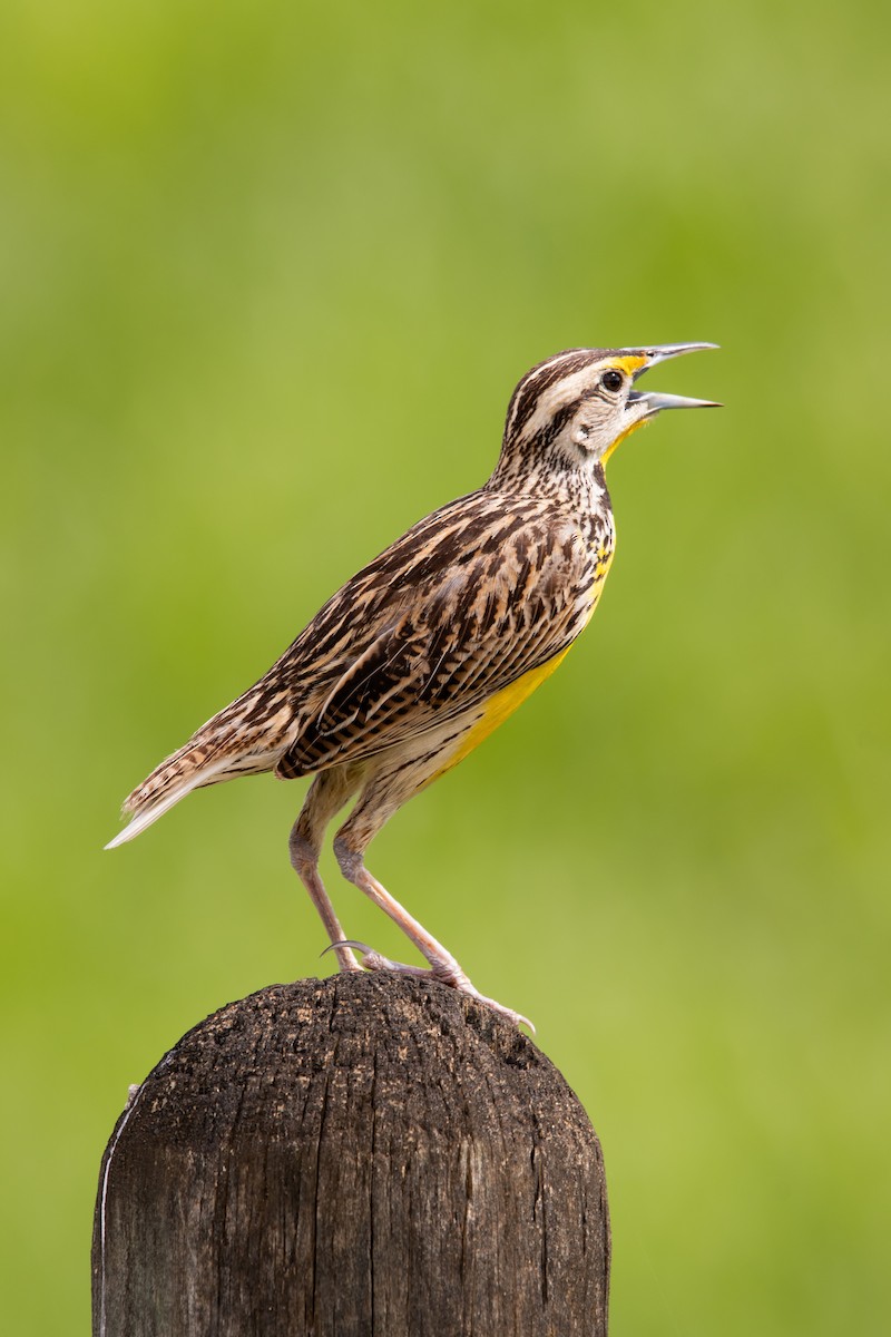 Eastern Meadowlark - ML623809555