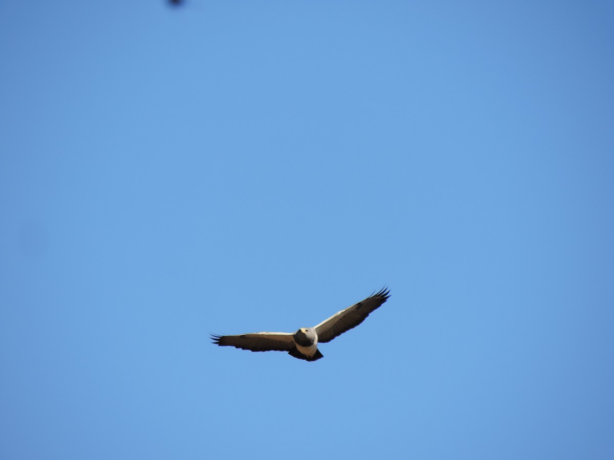 Black-chested Buzzard-Eagle - ML623809556