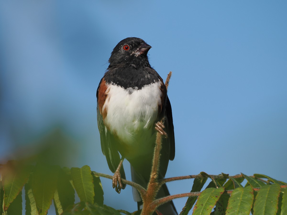 Eastern Towhee - Steve Oakley