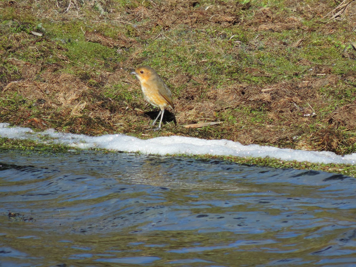 Boyaca Antpitta - ML623809585