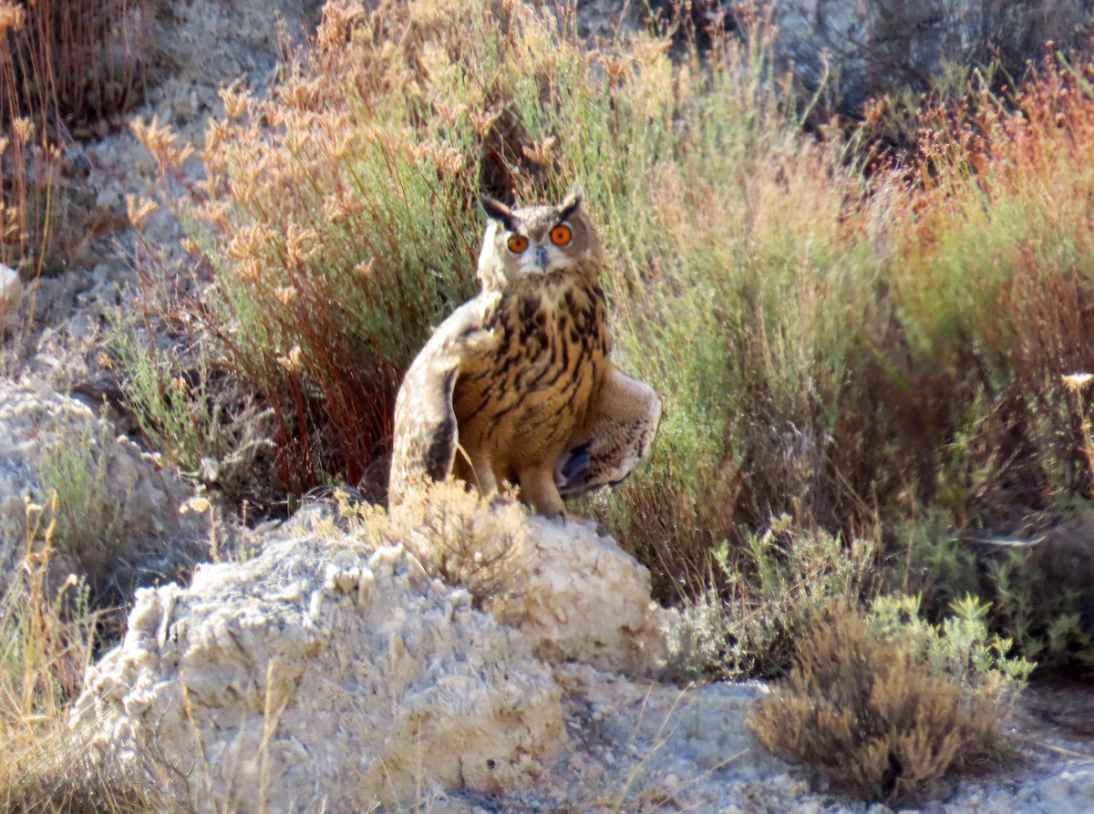 Eurasian Eagle-Owl - Francisco Javier Calvo lesmes