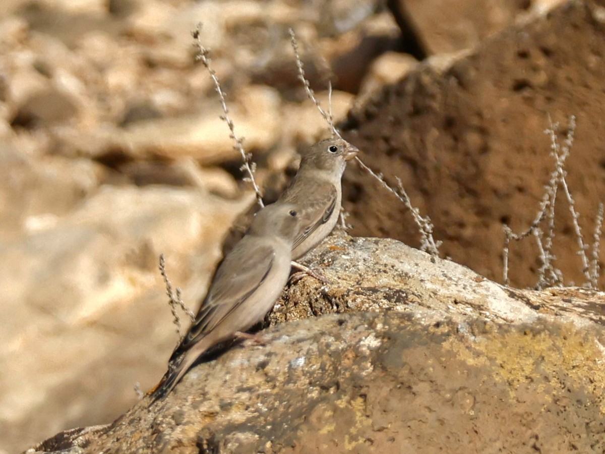 Trumpeter Finch - ML623809596