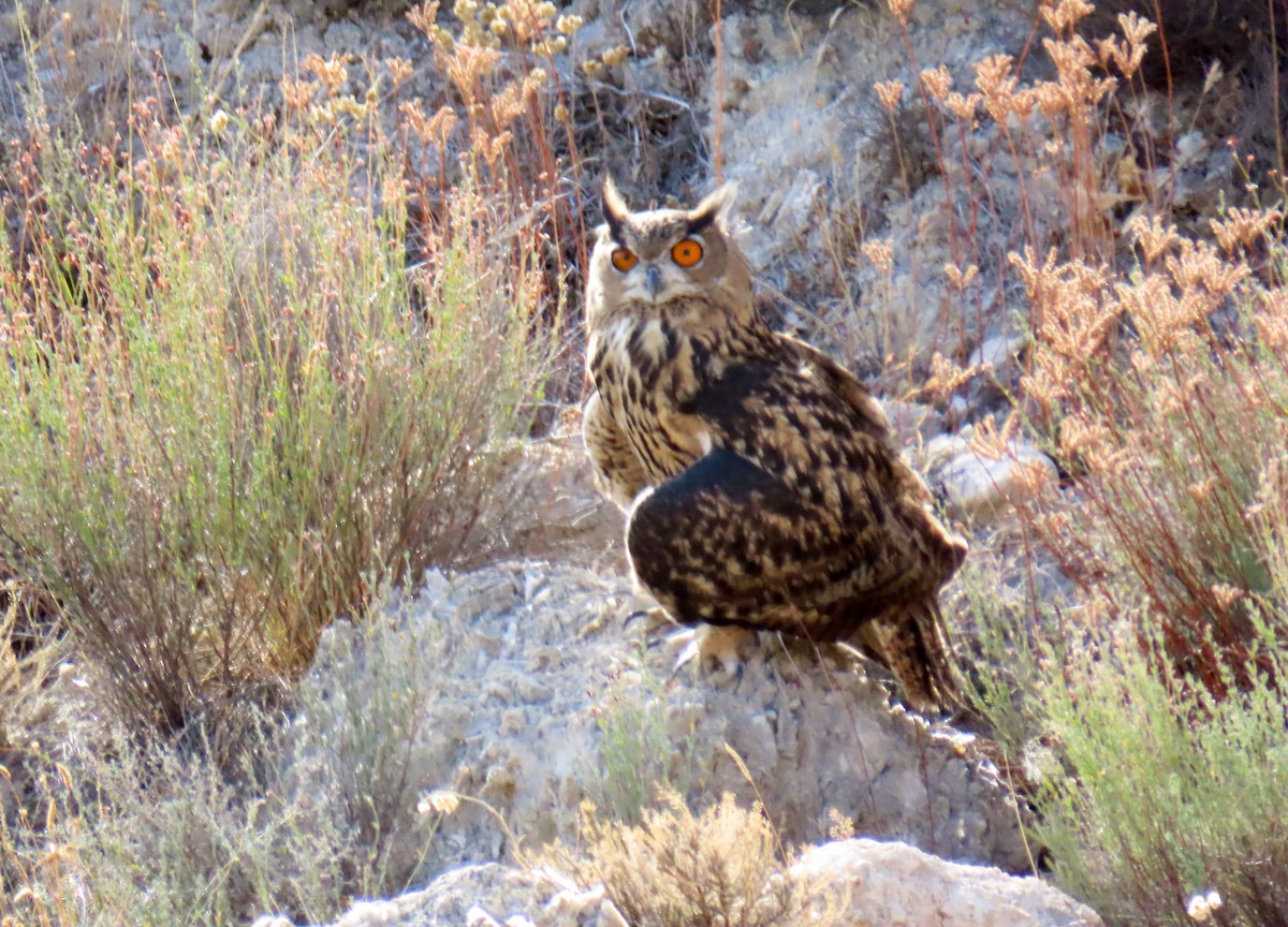 Eurasian Eagle-Owl - ML623809603