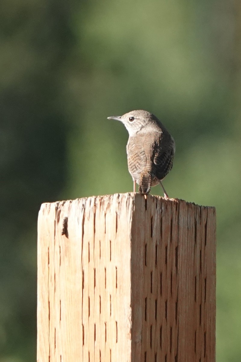 House Wren - Doug Johnson