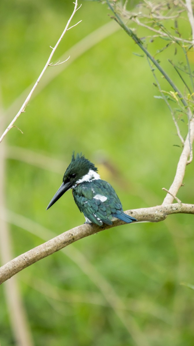 Amazon Kingfisher - ML623809656