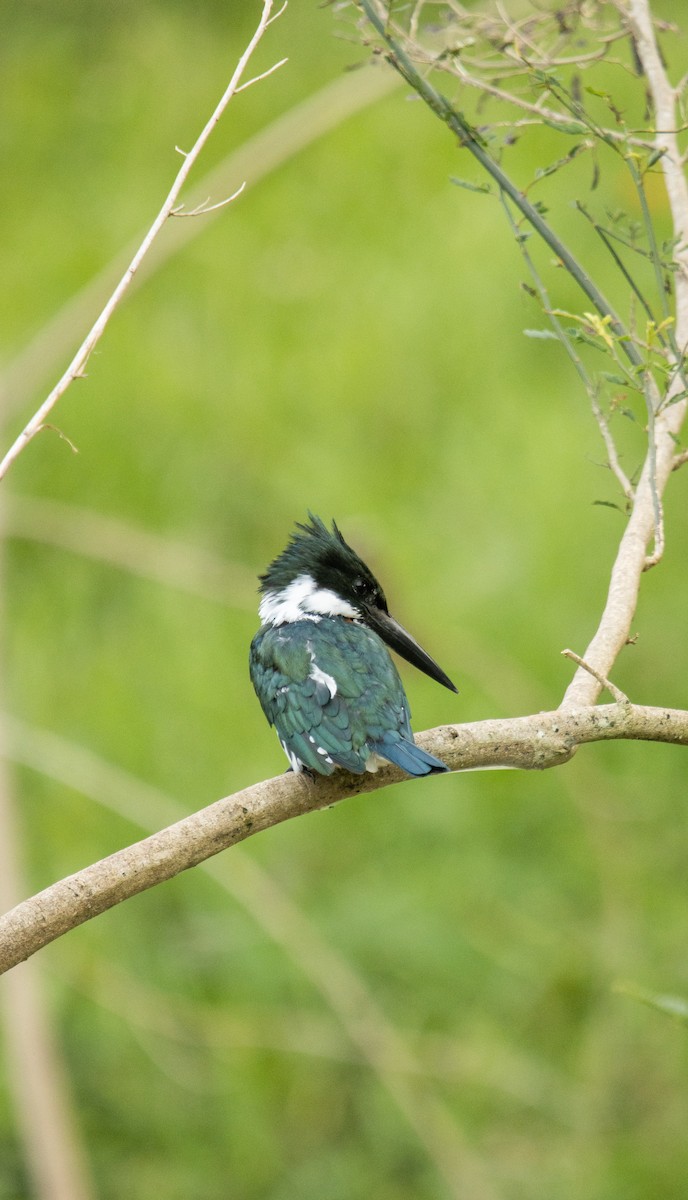 Amazon Kingfisher - ML623809657