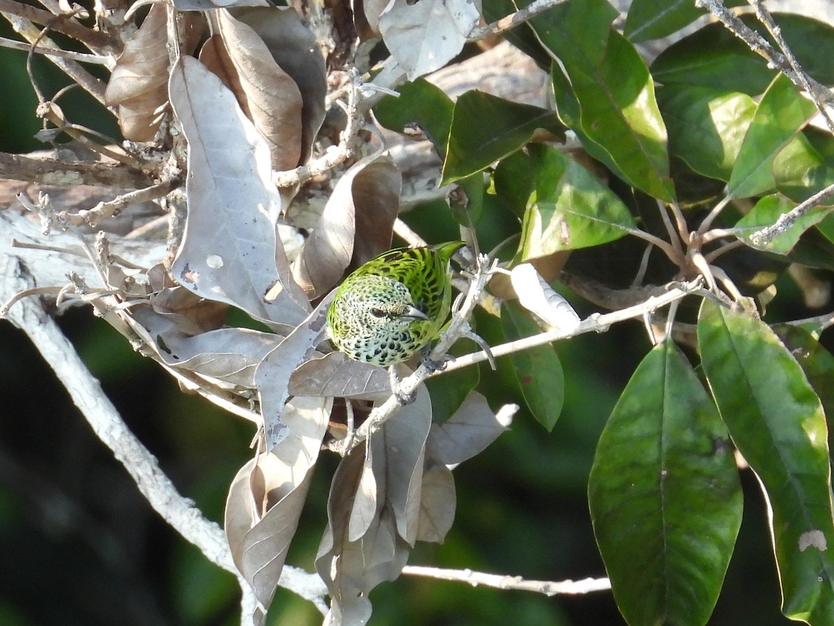 Spotted Tanager - ML623809673