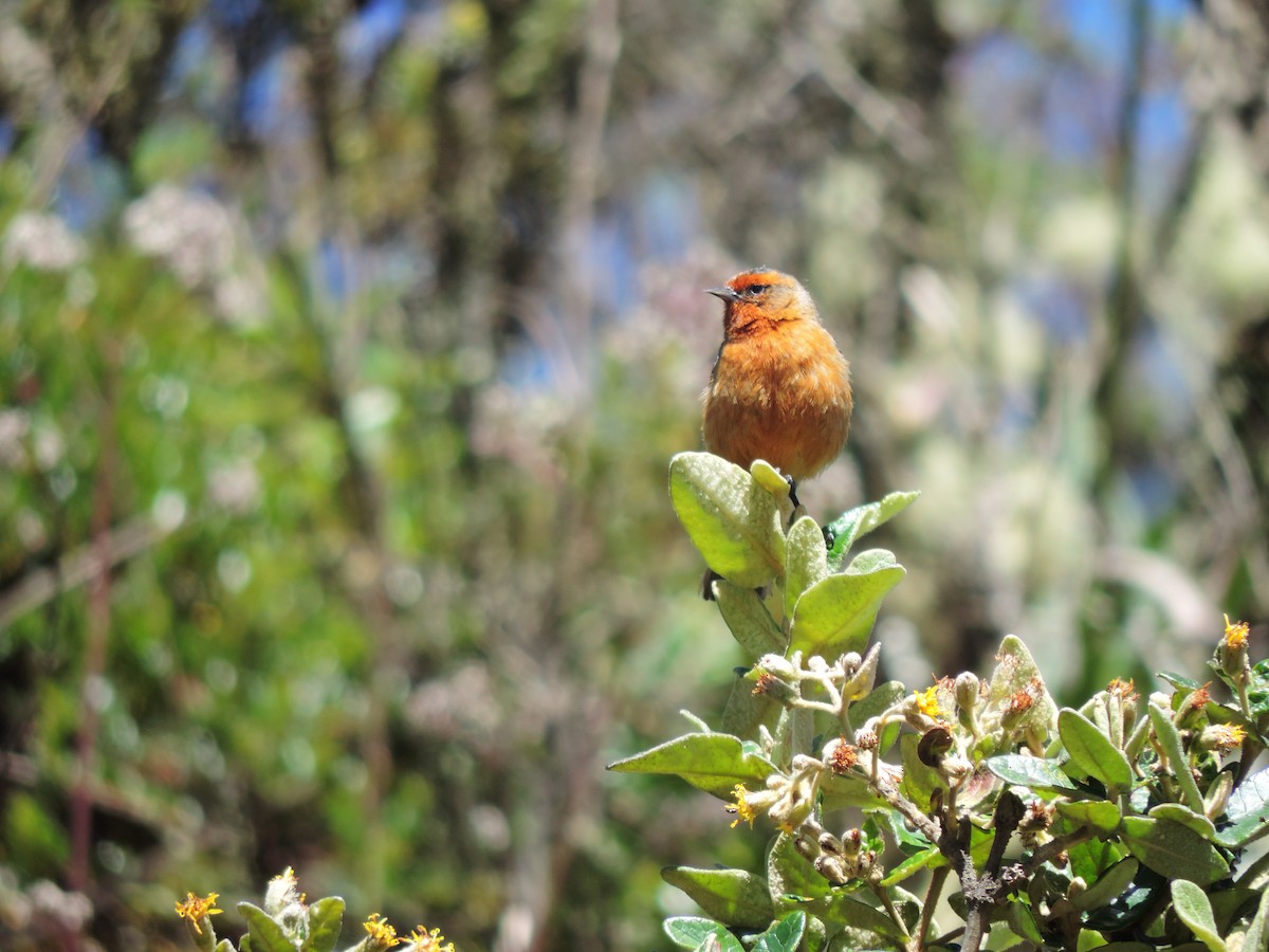 Rufous-browed Conebill - ML623809693