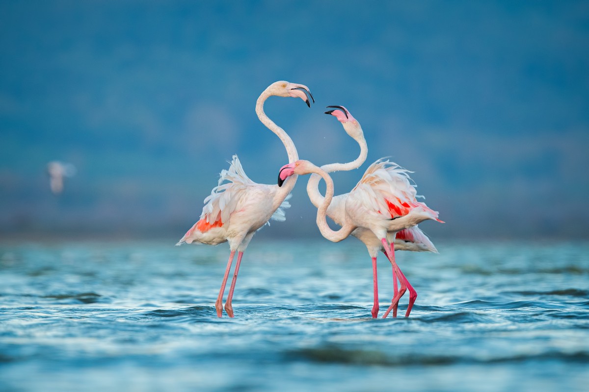 Greater Flamingo - ML623809700