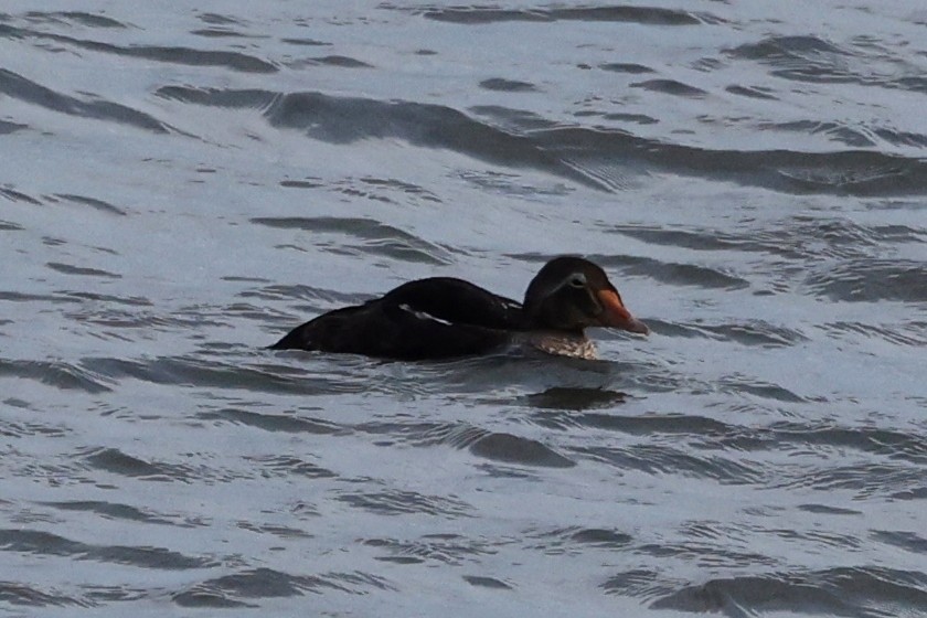 King Eider - ML623809722