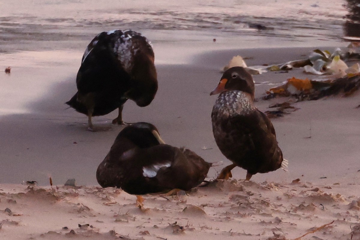 King Eider - ML623809723