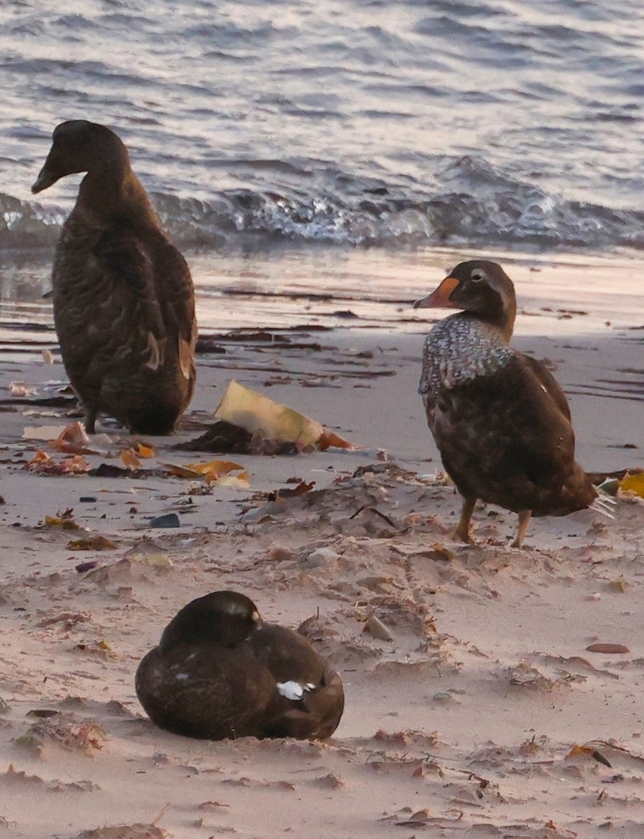 King Eider - ML623809724