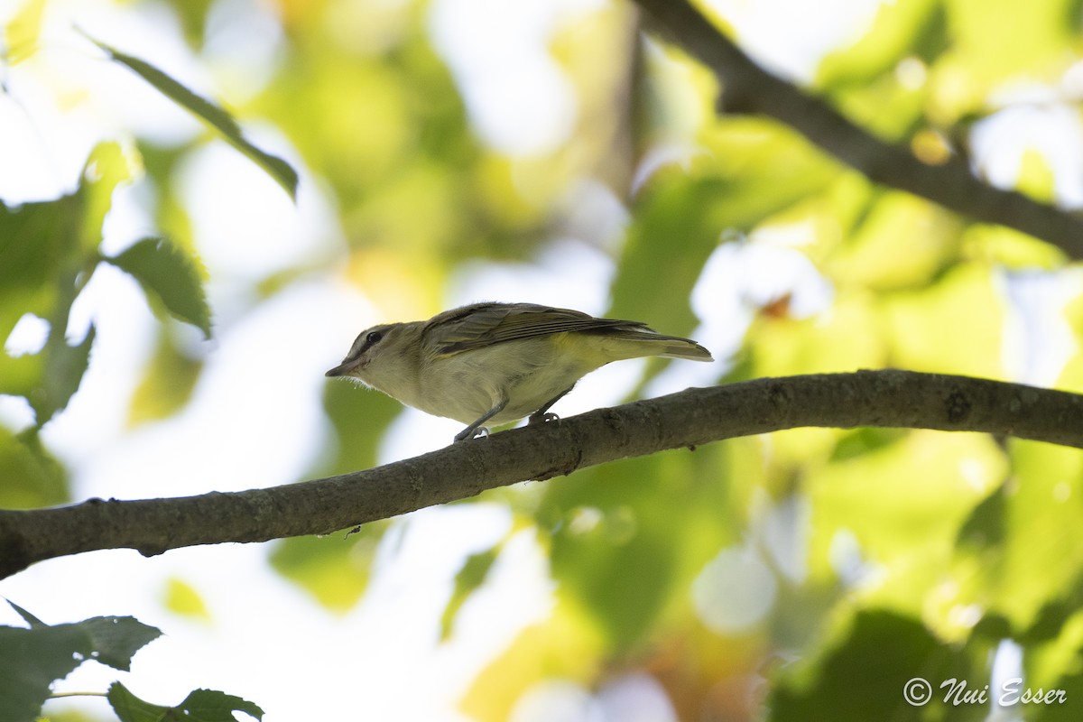 Red-eyed Vireo - ML623809746