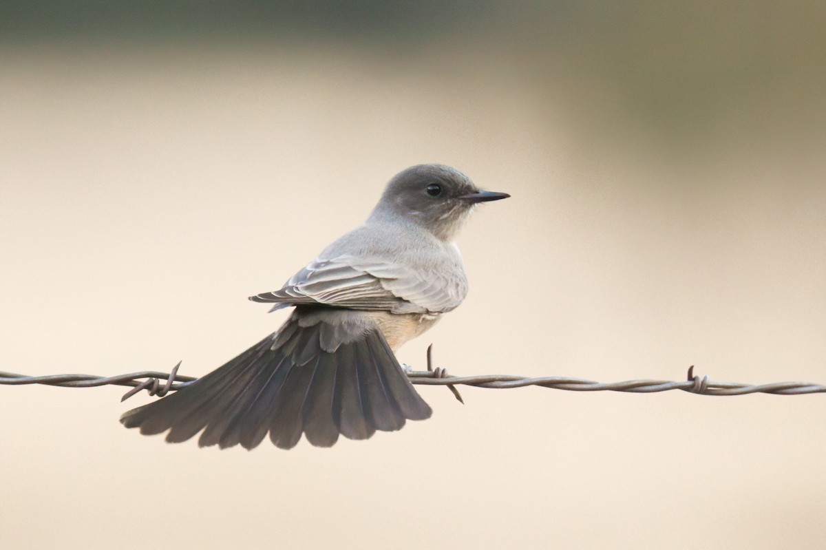 Say's Phoebe - ML623809753